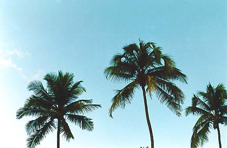 Palm Trees